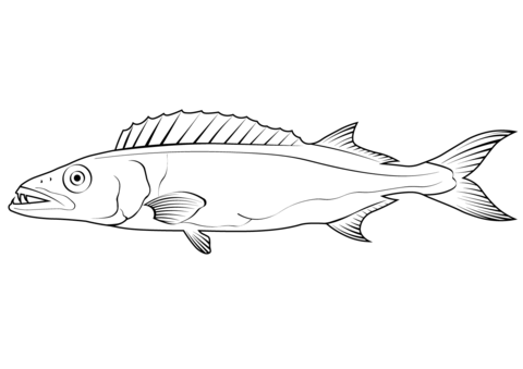 Oilfish (Ruvettus Pretiosus) Coloring Page